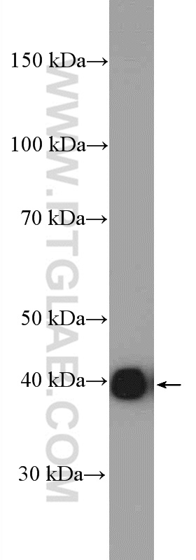 WB analysis of HEK-293 using 20574-1-AP