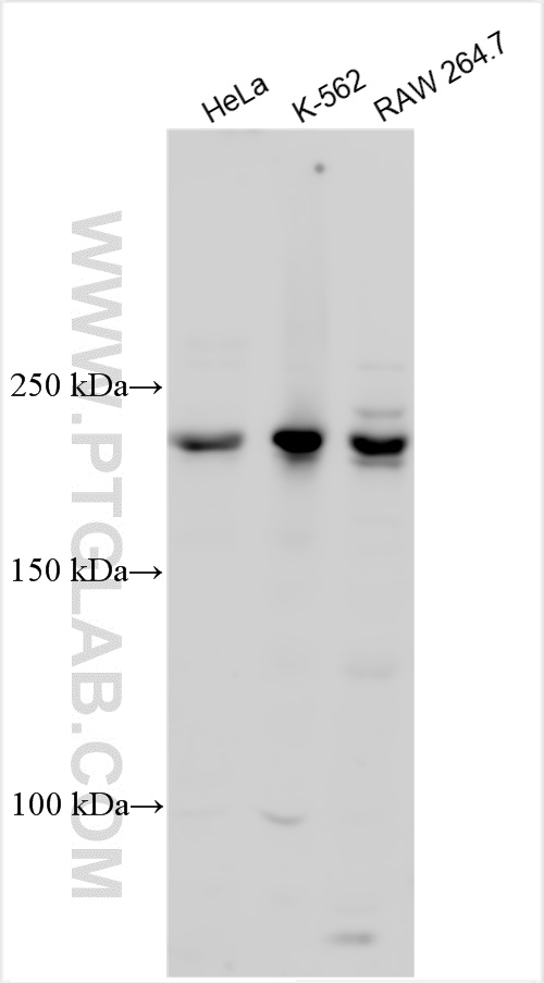 WB analysis using 31993-1-AP