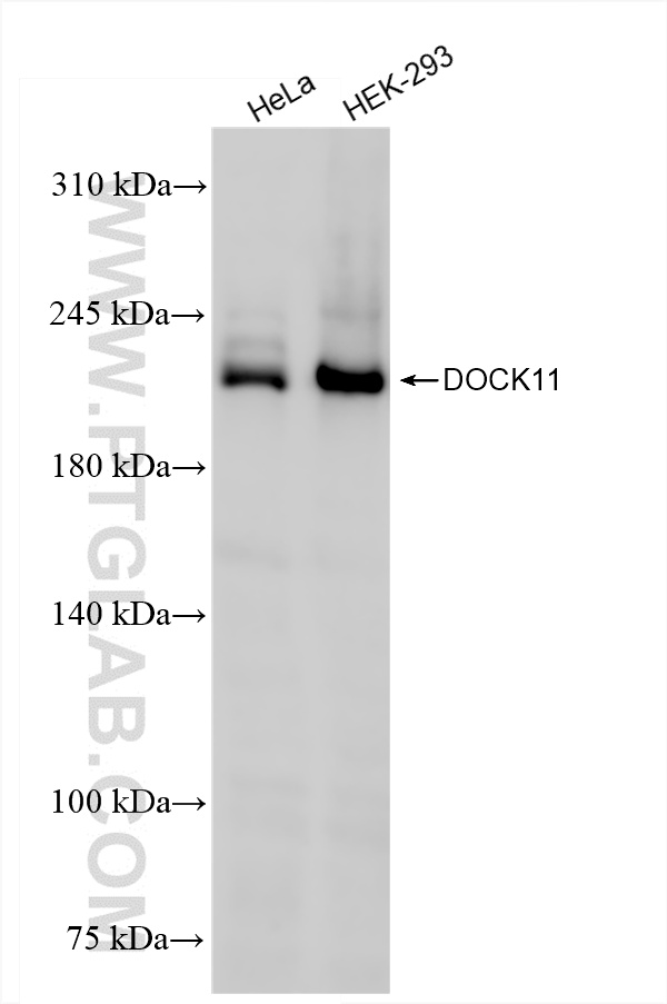 Various lysates were subjected to SDS PAGE followed by western blot with <a class='green' href='/productredirect?CatalogNo=85022-3-RR' target='_blank'>85022-3-RR</a> (DOCK11 antibody) at dilution of 1:3000 incubated at room temperature for 1.5 hours. This data was developed using the same antibody clone with 85022-3-PBS in a different storage buffer formulation. WB analysis using 85022-3-RR (same clone as 85022-3-PBS)