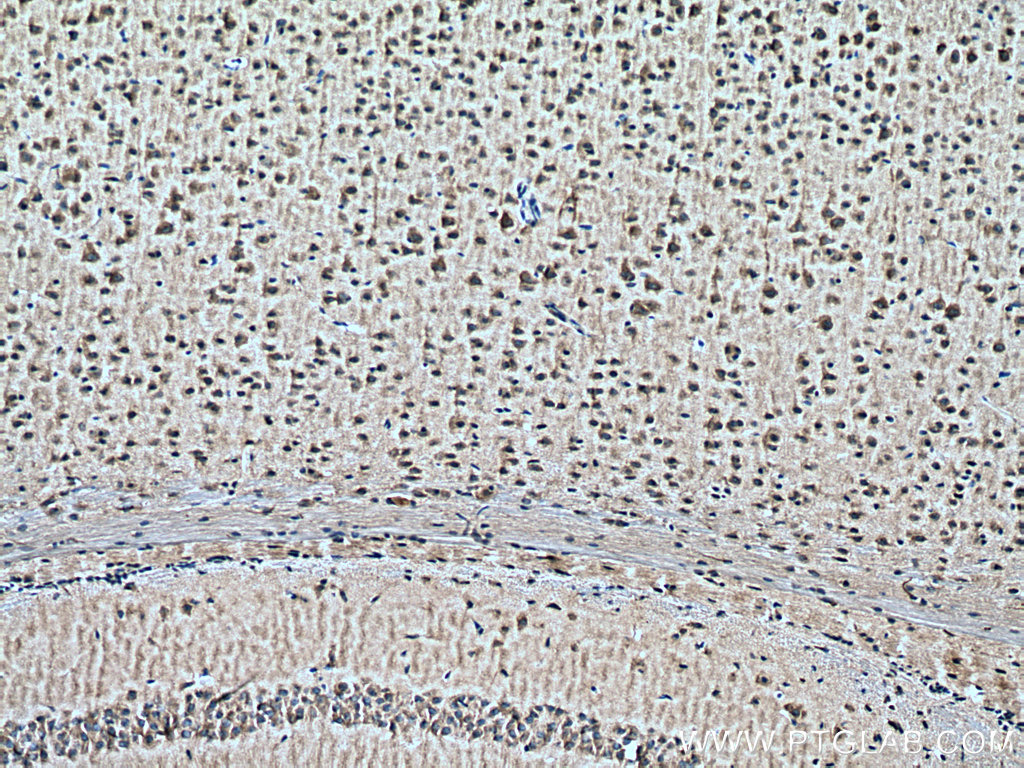 IHC staining of mouse brain using 20683-1-AP