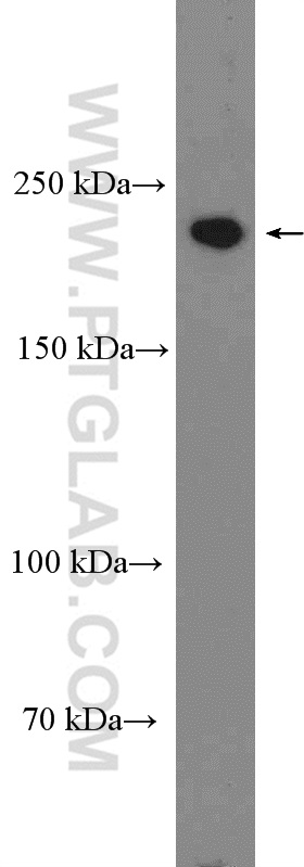 WB analysis of HEK-293T using 27151-1-AP