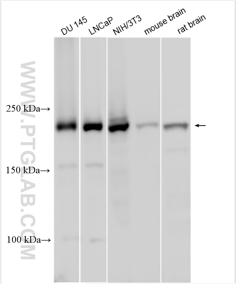 WB analysis using 29938-1-AP