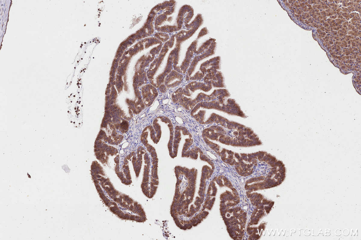 IHC staining of rat ovary using 13000-1-AP IHC staining of rat ovary using 13000-1-AP