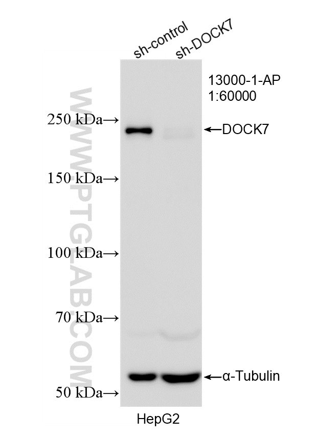 WB result of DOCK7 antibody (13000-1-AP; 1:60000; incubated at room temperature for 1.5 hours) with sh-Control and sh-DOCK7 transfected HepG2 cells. WB analysis of HepG2 using 13000-1-AP