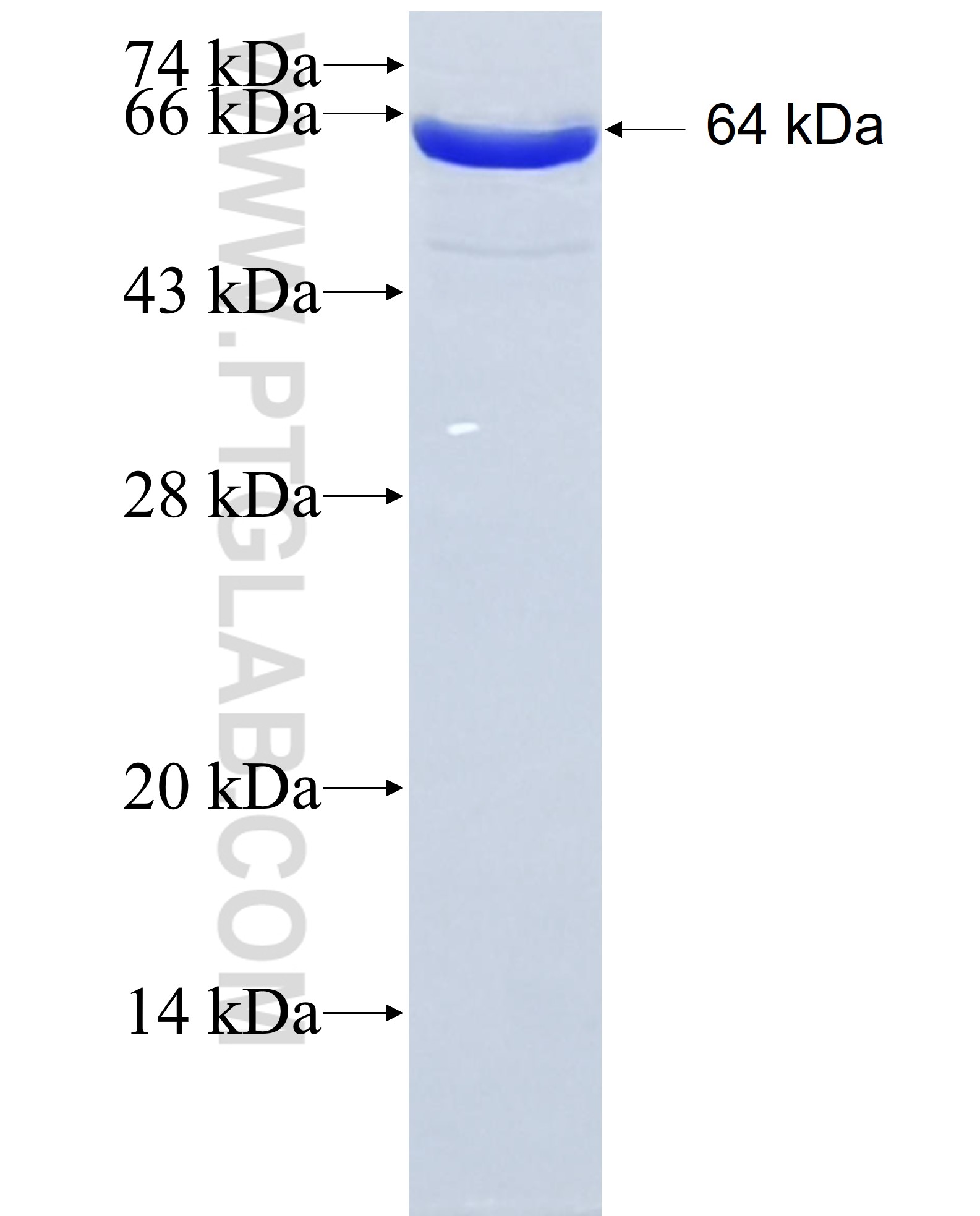 DOCK7 fusion protein Ag3671 SDS-PAGE