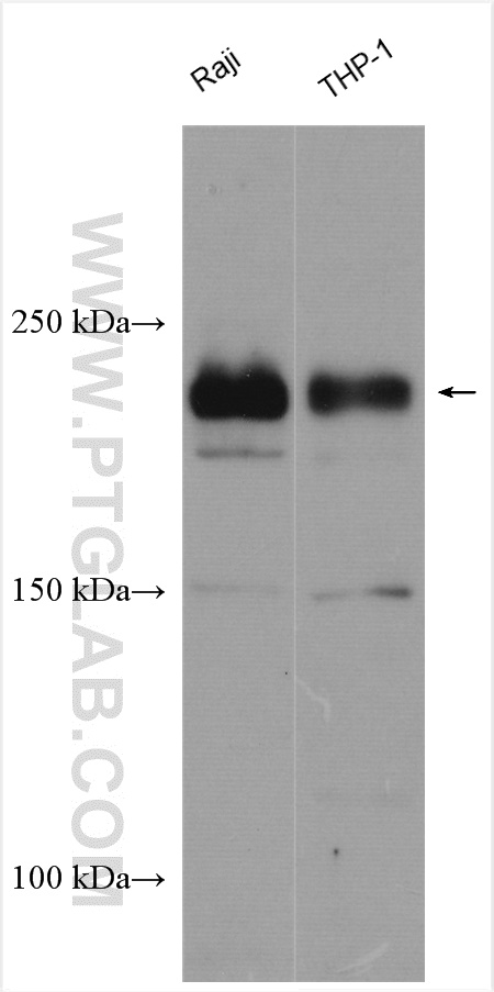 WB analysis using 11622-1-AP