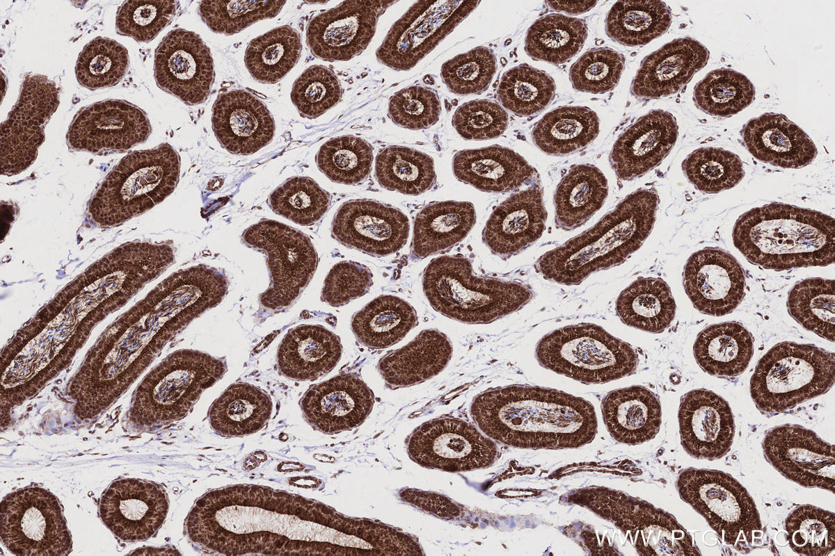 IHC staining of mouse epididymis using 83270-2-RR
