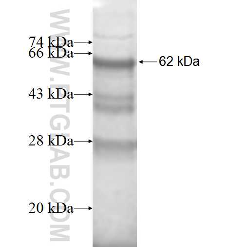 DOK3 fusion protein Ag8221 SDS-PAGE