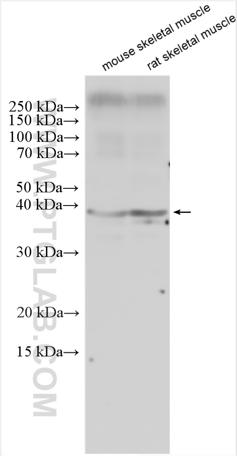 WB analysis using 10481-2-AP