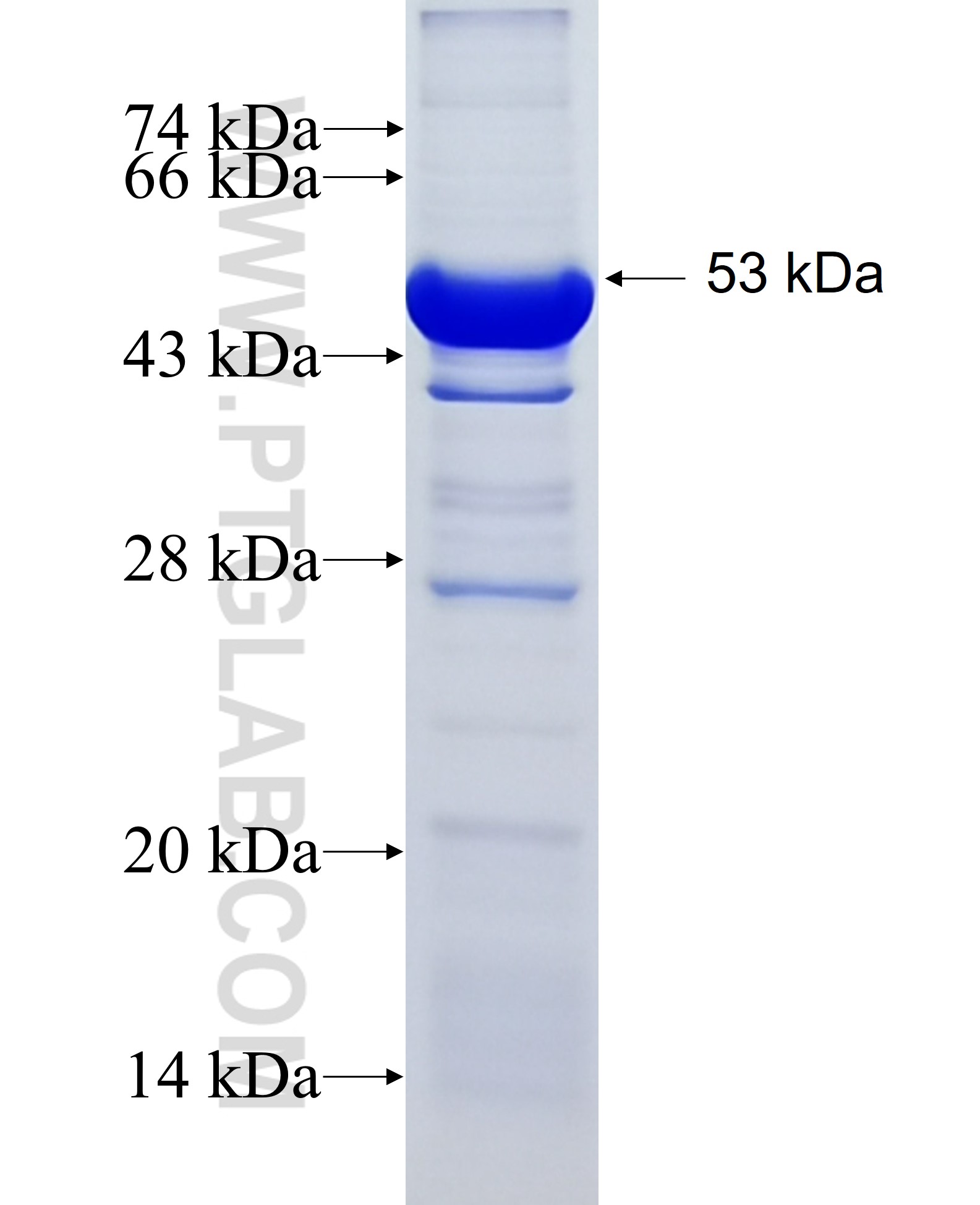 DOK6 fusion protein Ag5254 SDS-PAGE