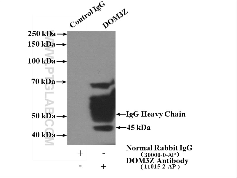 IP experiment of mouse testis using 11015-2-AP