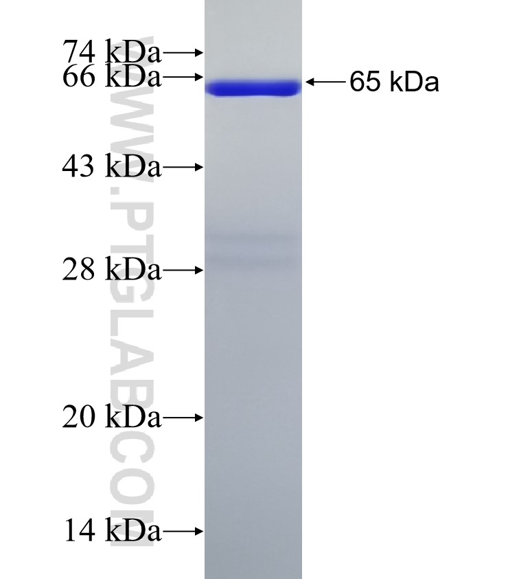 DOM3Z fusion protein Ag1491 SDS-PAGE