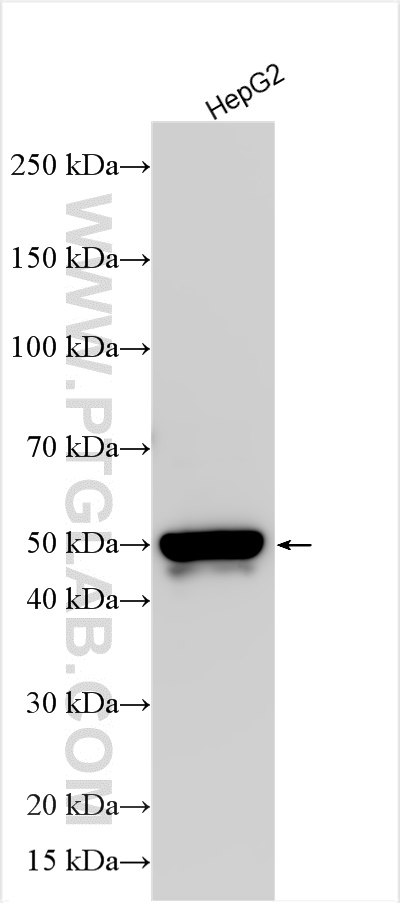 WB analysis using 31585-1-AP
