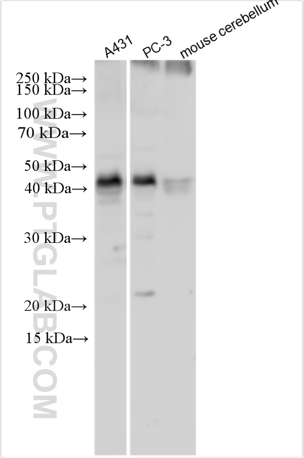 WB analysis using 21769-1-AP