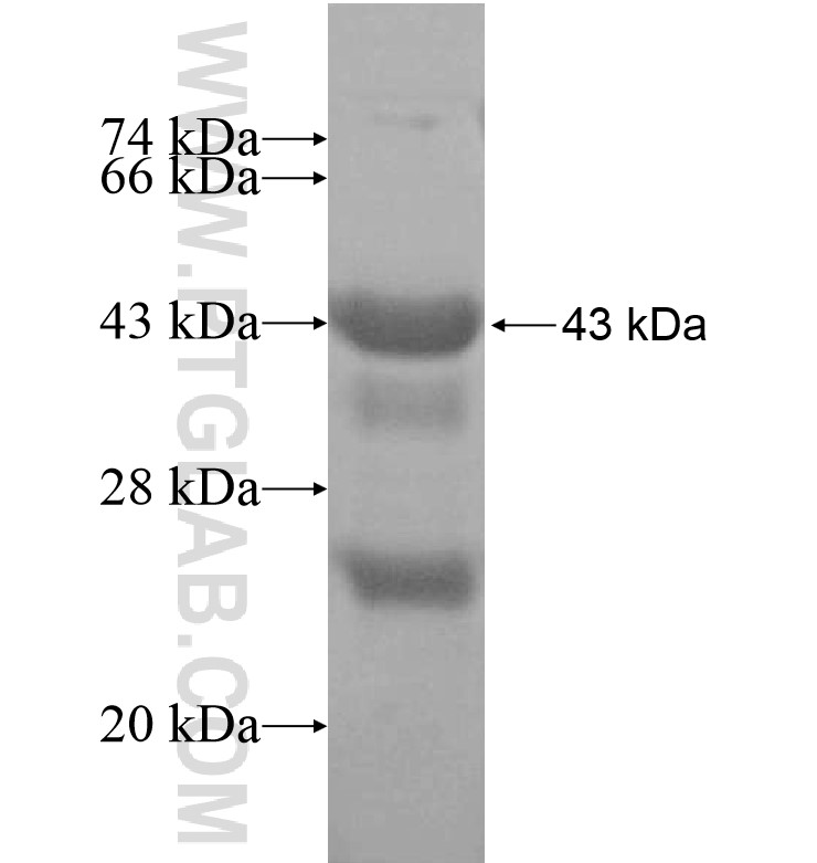 DPF1 fusion protein Ag16409 SDS-PAGE