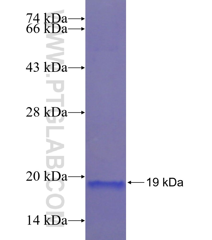 DPH3 fusion protein Ag22383 SDS-PAGE