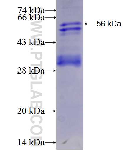 DPM1 fusion protein Ag1128 SDS-PAGE