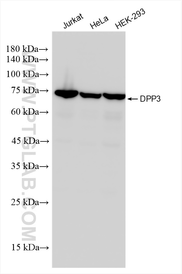 WB analysis using 84173-3-RR