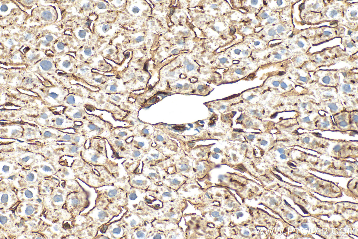 IHC staining of rat liver using 32397-1-AP