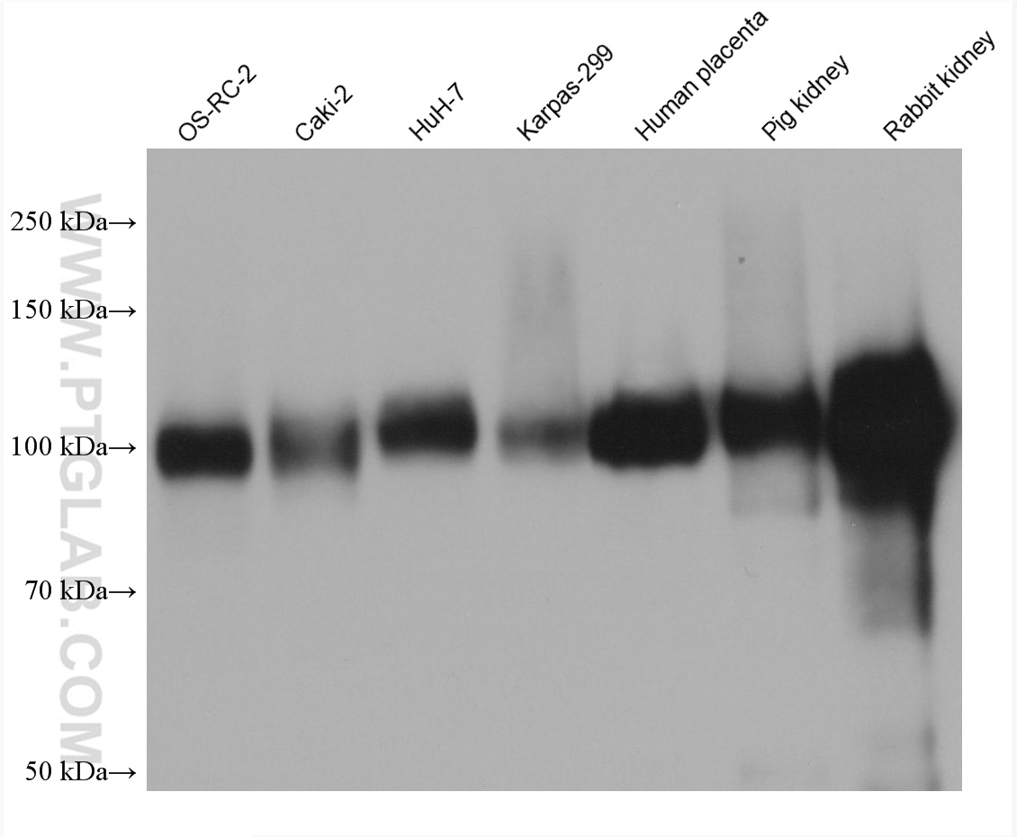 WB analysis using 68383-1-Ig