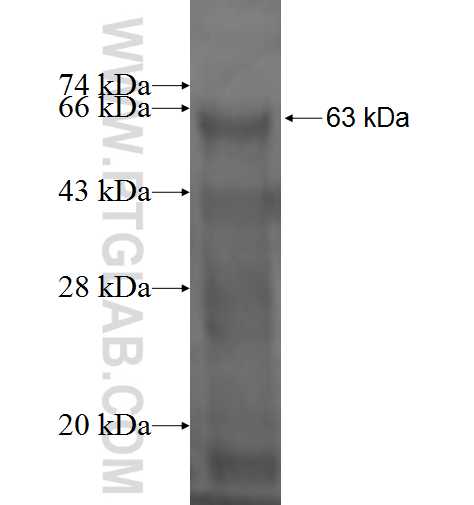 DPP4 fusion protein Ag1380 SDS-PAGE