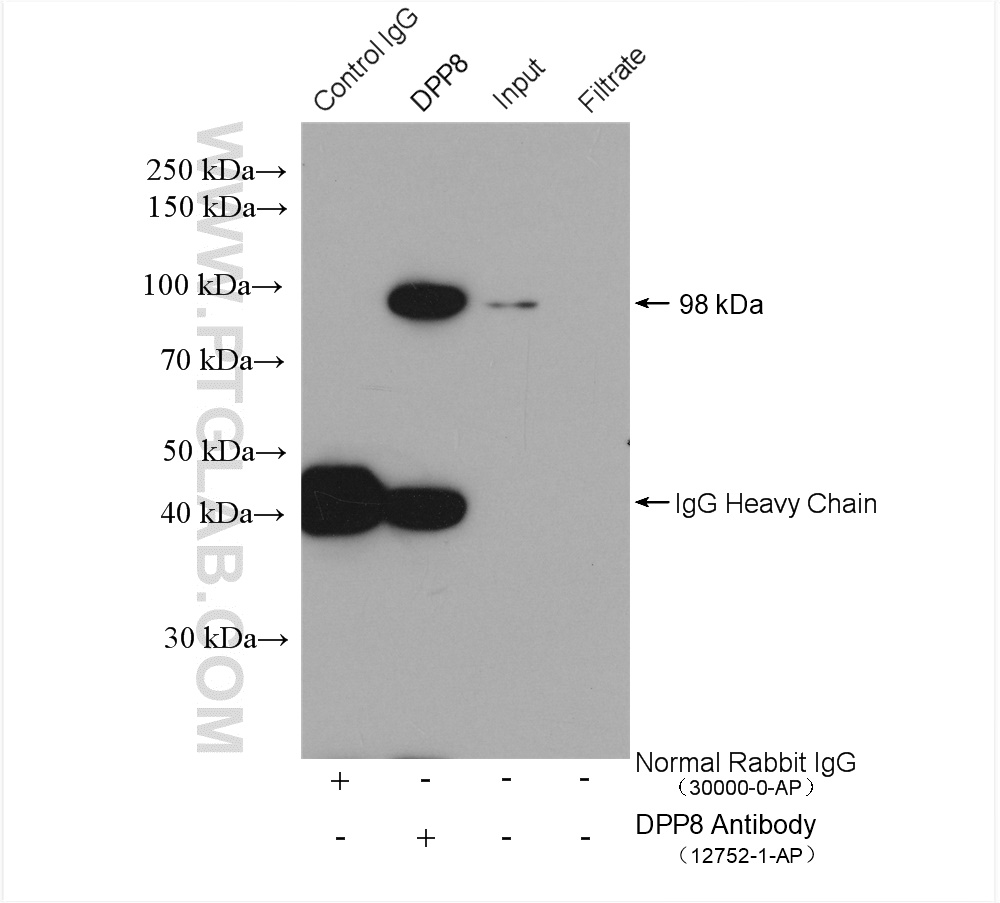 IP experiment of mouse testis using 12752-1-AP