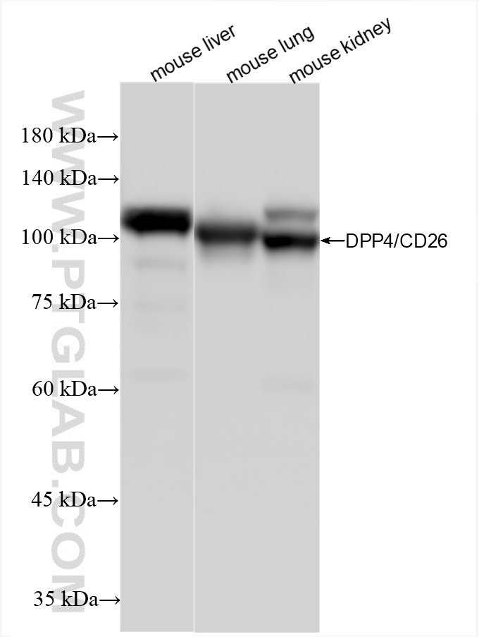WB analysis using 85159-3-RR (same clone as 85159-3-PBS)