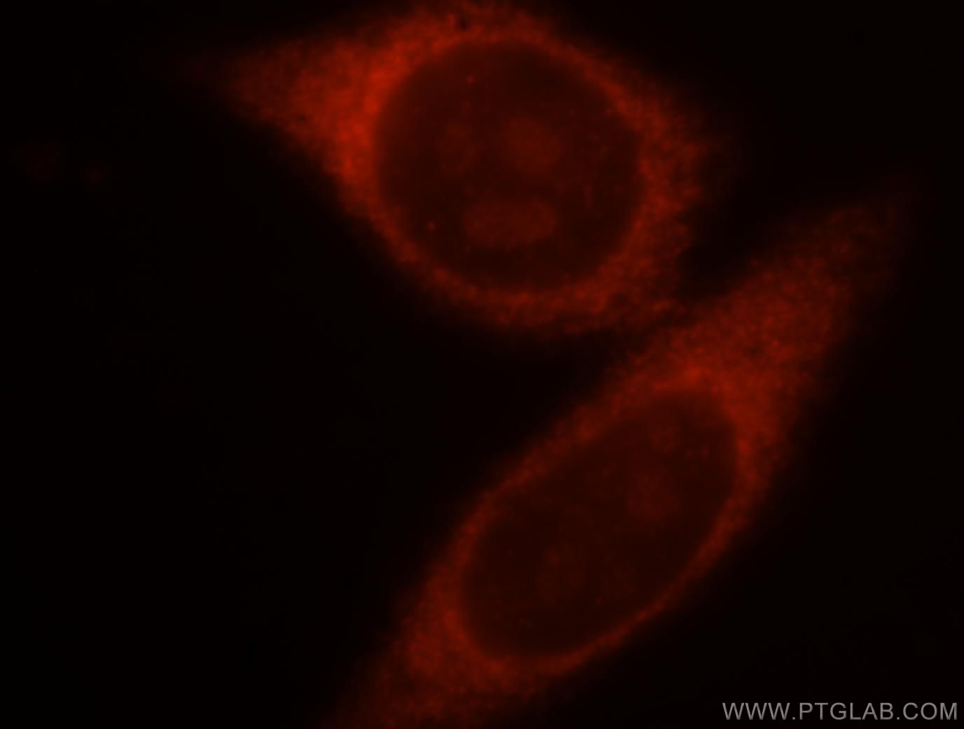 IF Staining of HepG2 using 18969-1-AP