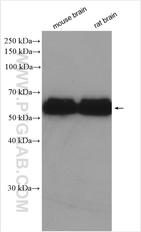 WB analysis using 10525-1-AP