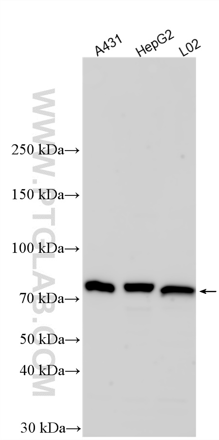 WB analysis of A431 using 33911-1-AP