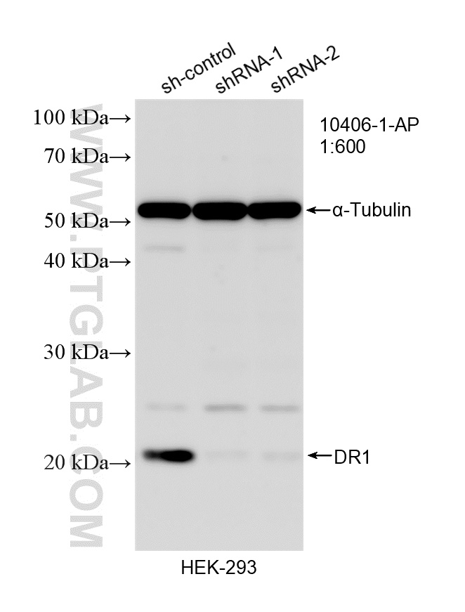 WB analysis of HEK-293 using 10406-1-AP WB analysis of HEK-293 using 10406-1-AP