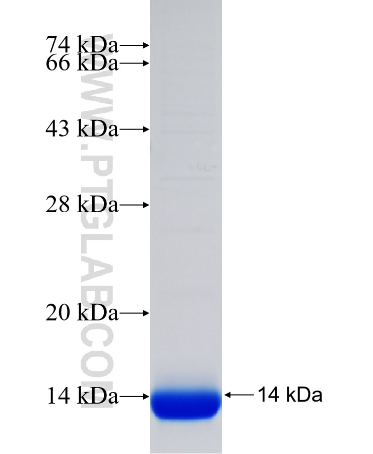 DRAM fusion protein Ag33711 SDS-PAGE