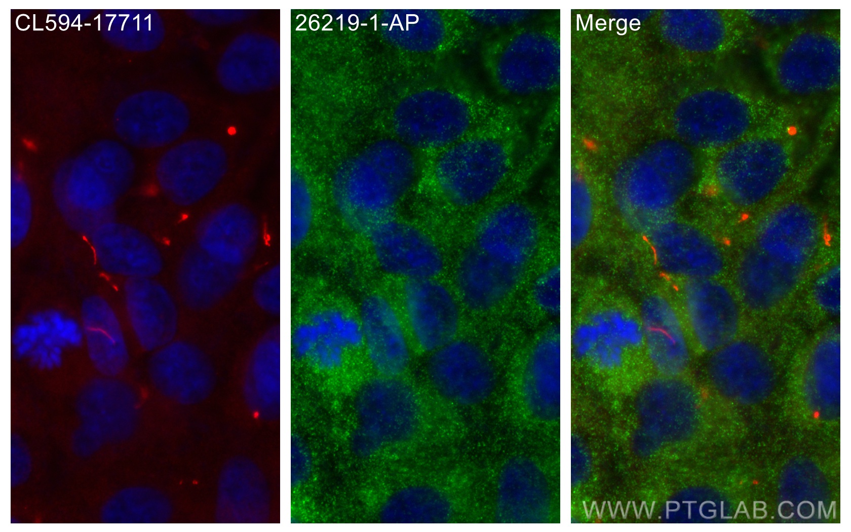 IF Staining of hTERT-RPE1 using 26219-1-AP