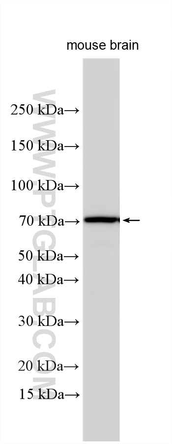 WB analysis using 17934-1-AP
