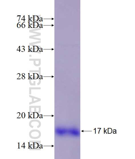 DRD1 fusion protein Ag12627 SDS-PAGE