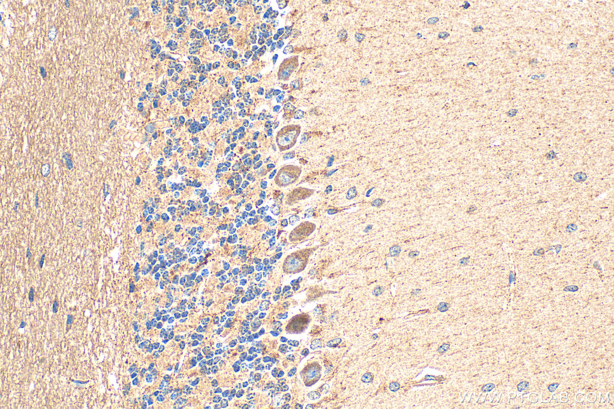 IHC staining of mouse cerebellum using 22022-1-AP