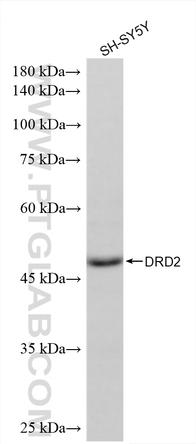 WB analysis of SH-SY5Y using 88509-1-RR WB analysis of SH-SY5Y using 88509-1-RR