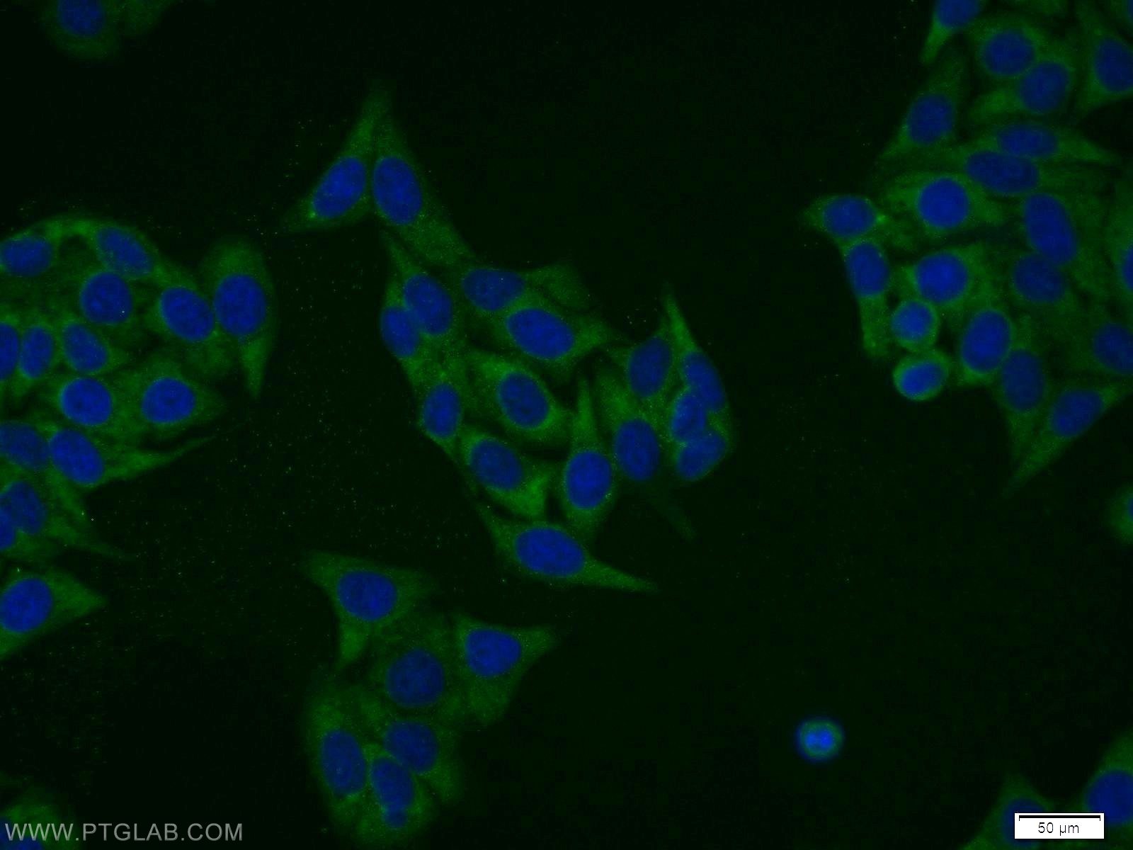 IF Staining of HepG2 using 13190-1-AP