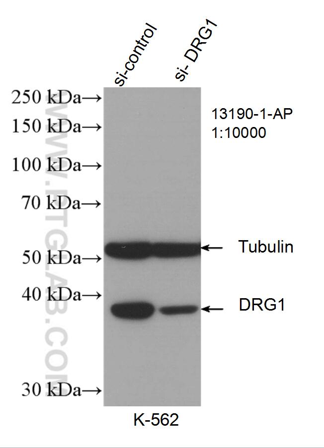 WB analysis of K-562 using 13190-1-AP