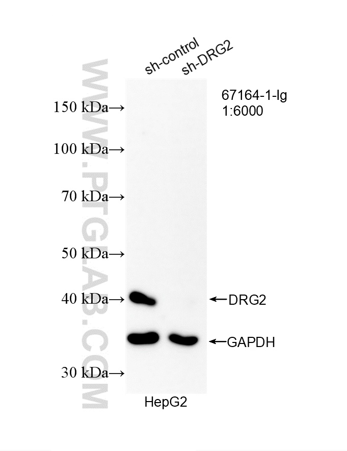 WB analysis of HepG2 using 67164-1-Ig WB analysis of HepG2 using 67164-1-Ig