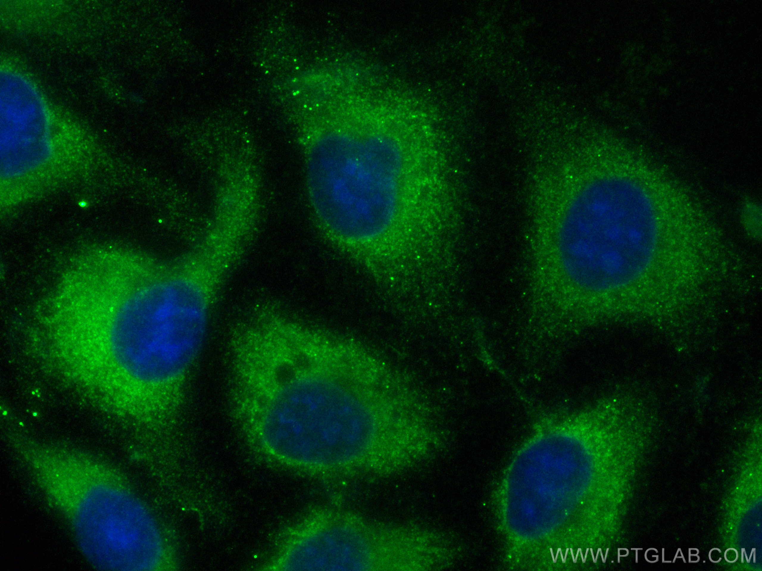 IF Staining of U2OS using CL488-67164