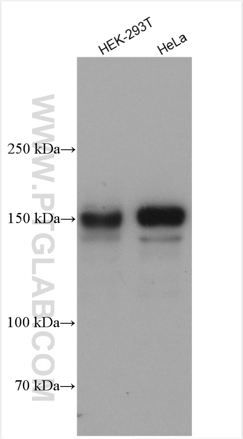 WB analysis using 27958-1-AP