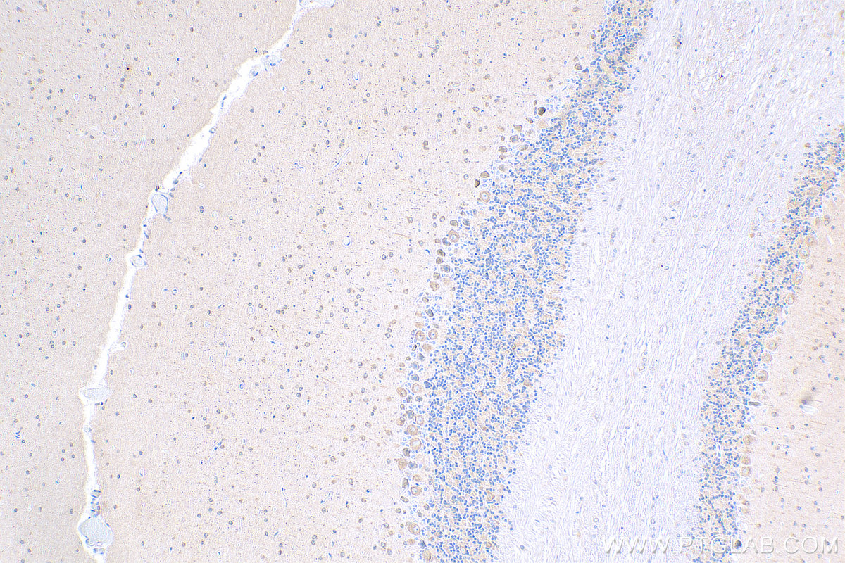 IHC staining of mouse cerebellum using 81561-1-RR