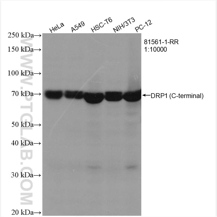 WB analysis using 81561-1-RR