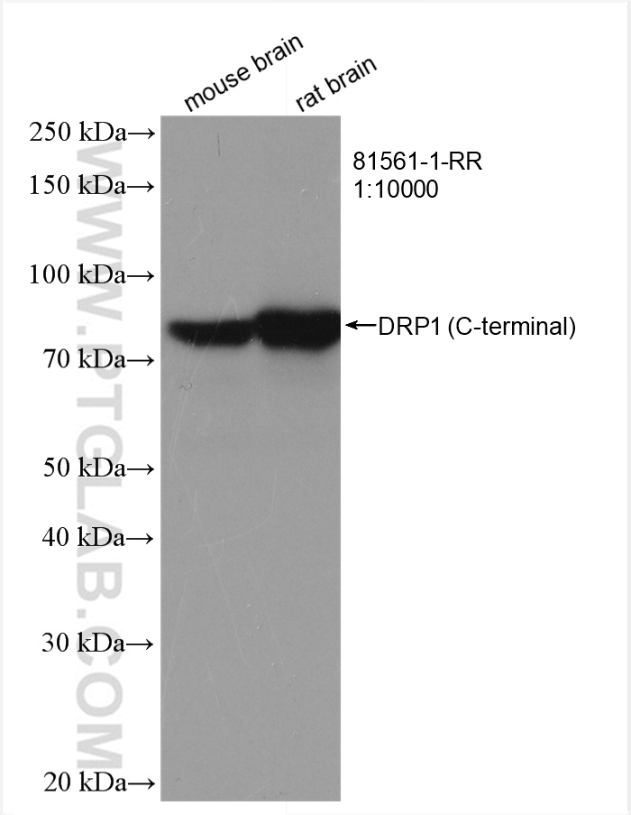 WB analysis using 81561-1-RR