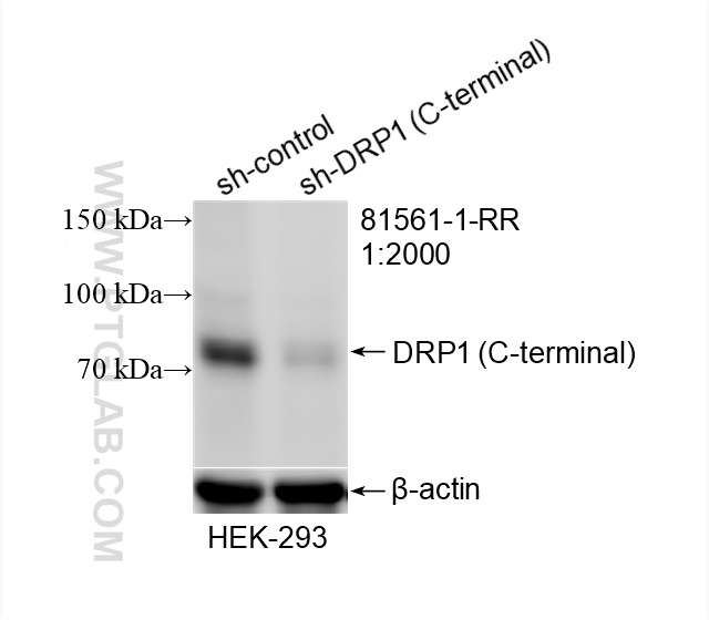 WB analysis of HEK-293 using 81561-1-RR