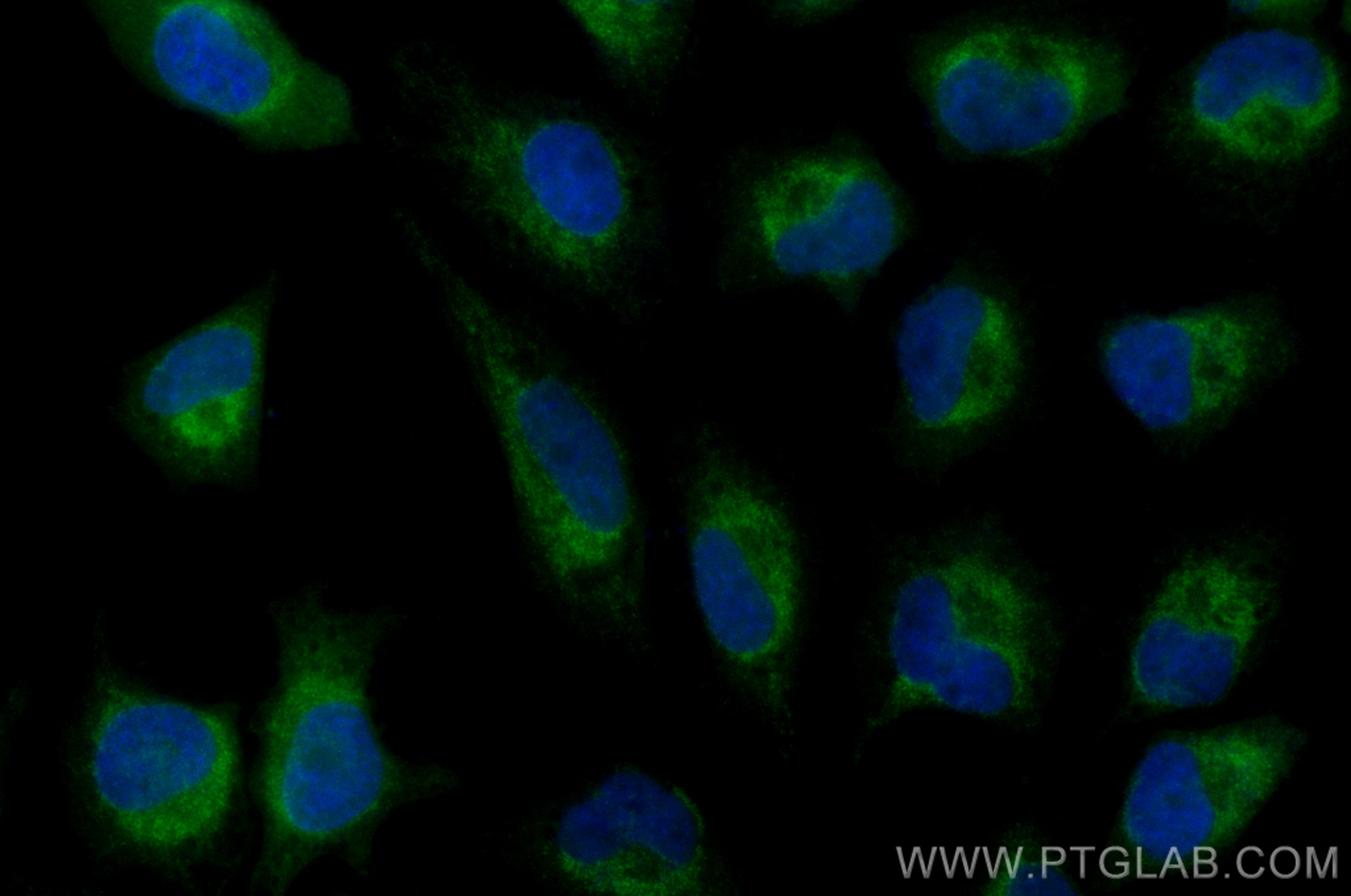 IF Staining of HeLa using CL488-12957