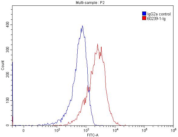 FC experiment of HEK-293 using 60239-1-Ig