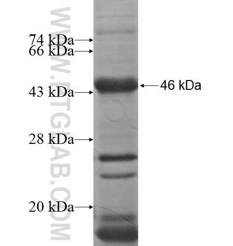 DSC2 fusion protein Ag5450 SDS-PAGE