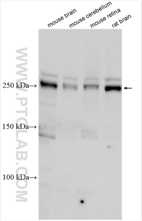 WB analysis using 13439-1-AP (same clone as 13439-1-PBS)